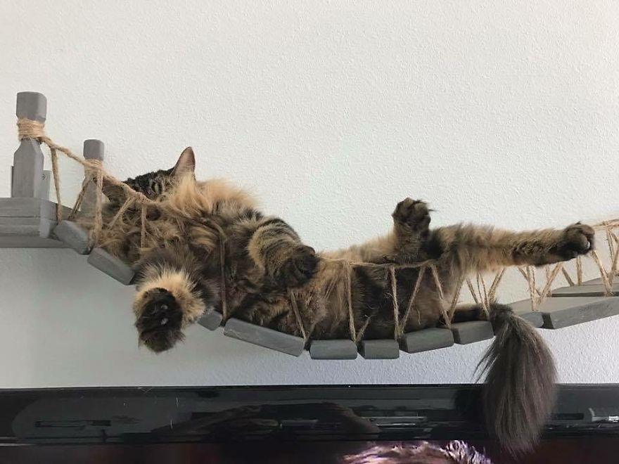 мостик для кошек