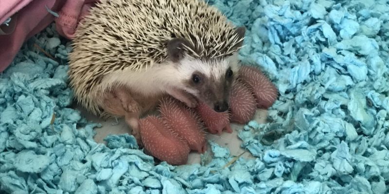 Самые милые животные интернета