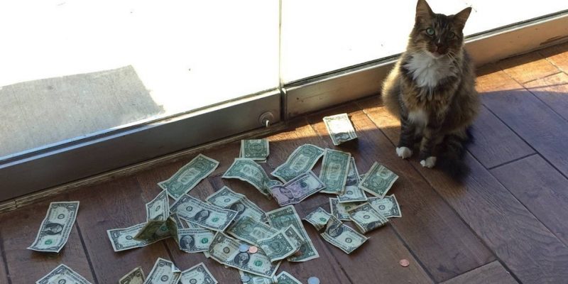 Кошка собирает деньги для бездомных людей