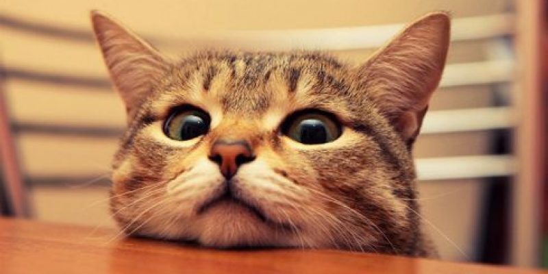 Кошатники, вам это знакомо!