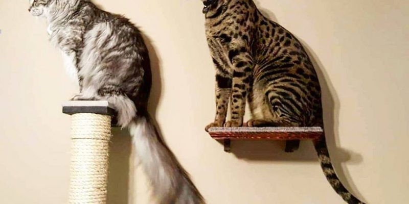 Кошки из Книги рекордов Гиннеса