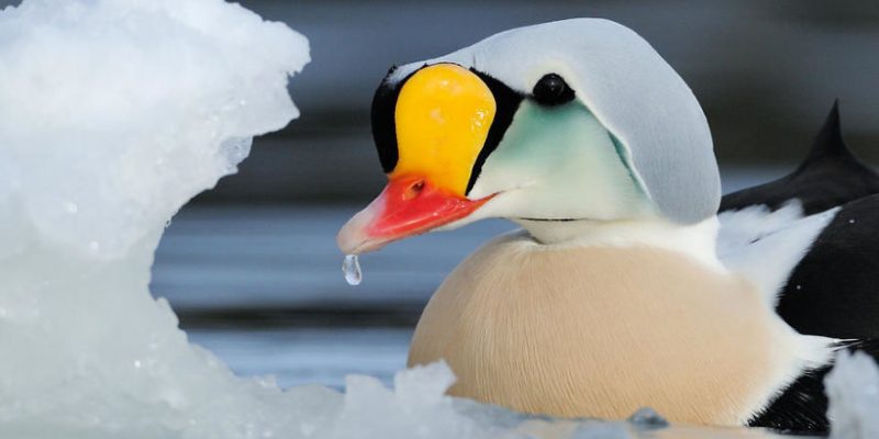 Самые лучшие фотографии птиц