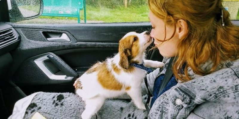 Первая встреча хозяина и собаки