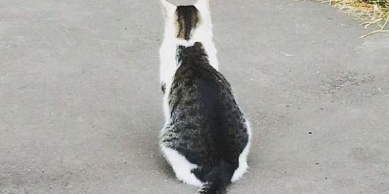 Японский кот с котом на спине