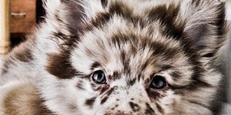 19 смешанных пород собак, о существовании которых вы не догадывались