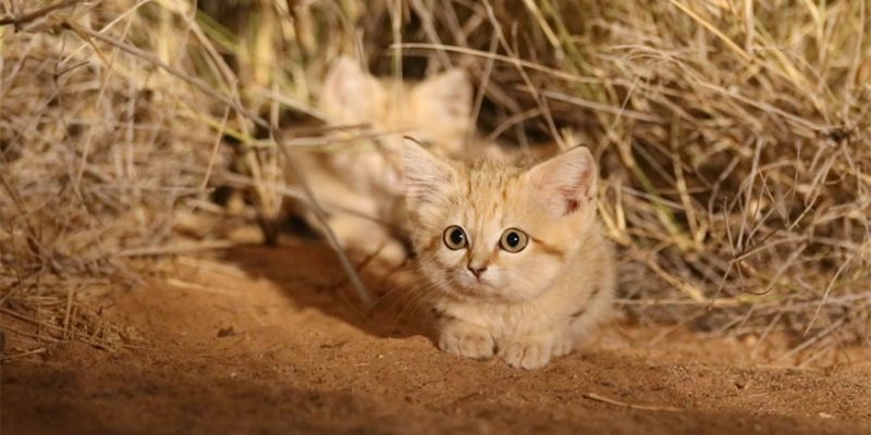 Первые кадры диких песчаных котят