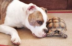 Необычная дружба собаки и черепахи