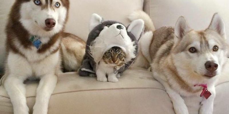 Кажется, здесь что-то лишнее