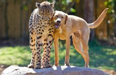 Собака — друг человека и… гепарда?