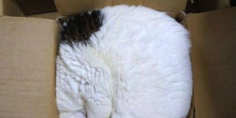 Котики в коробках и не только