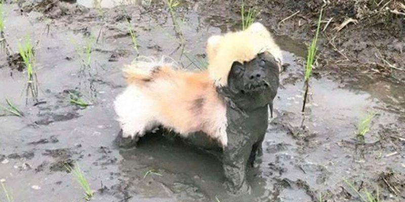 Псы, которых срочно нужно искупать