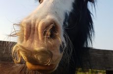 Лошади, у которых растут усы