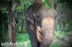 Слон, проживший 40 лет в цепях