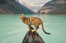 Кошка-путешественница покорила интернет